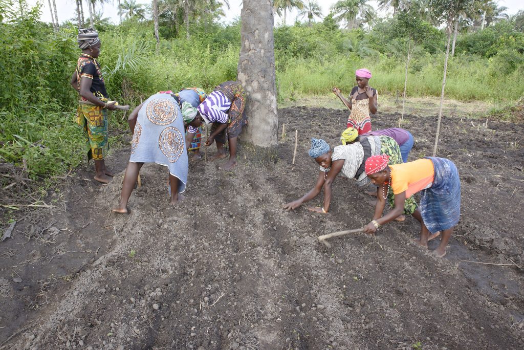 Cultivando bajo la lluvia: del arroz a las alubias