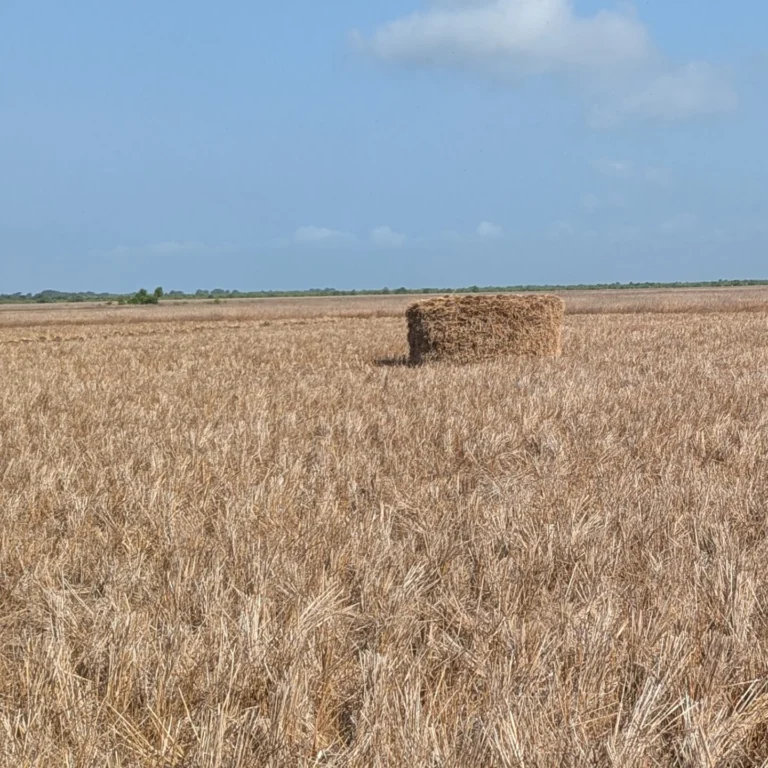 Campo